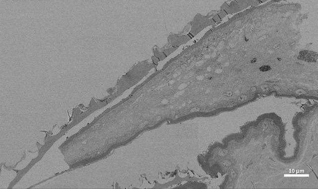 The Science Behind Color Change in Lizards: Insights from CIQTEK Field Emission Scanning Electron Microscope