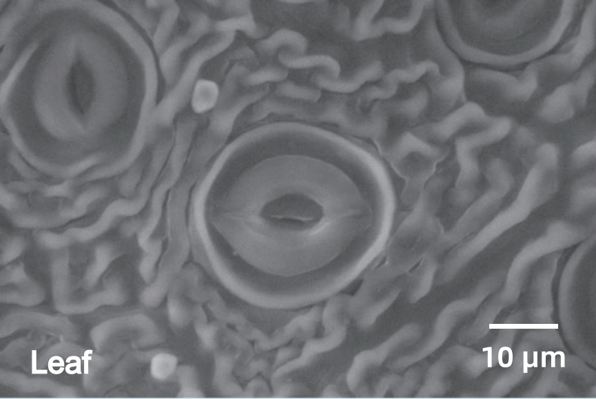 SEM3200 Analysis Image