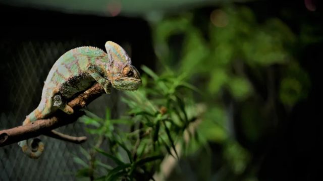 The Science Behind Color Change in Lizards: Insights from CIQTEK Field Emission Scanning Electron Microscope